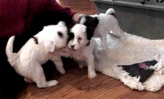 3 pups playing