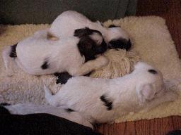 3 pups on a rug