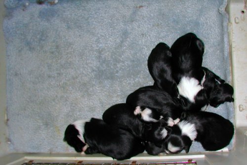 All pups - March 19th - 2 weeks old