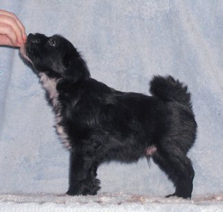 Jordan playing show dog at 7 weeks