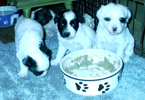 3 pups and an empty bowl